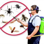 Insects and rodents control